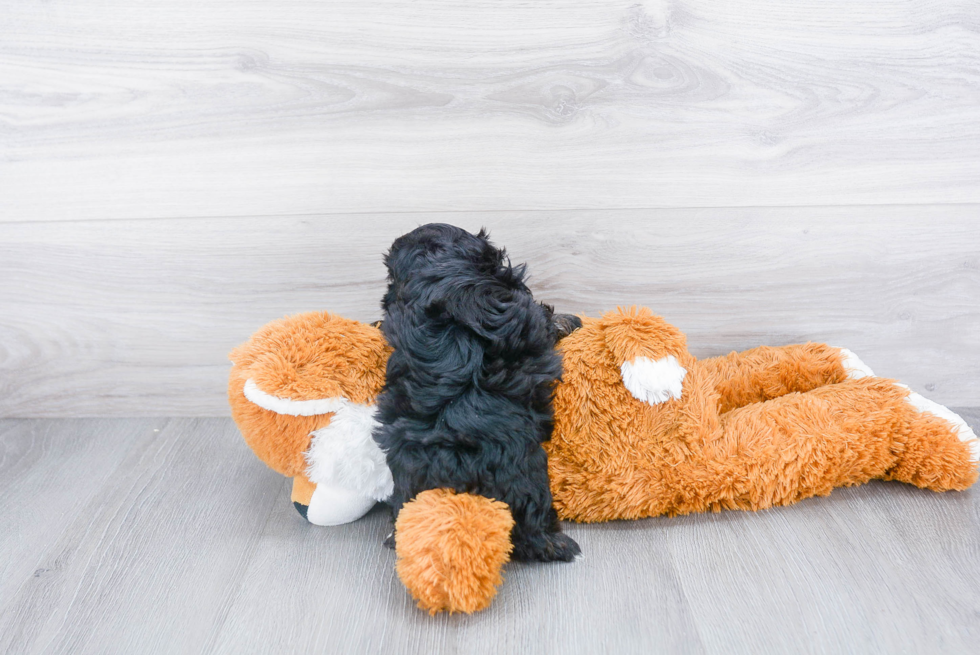 Morkie Puppy for Adoption