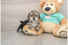 Adorable Morkshire Terrier Designer Puppy