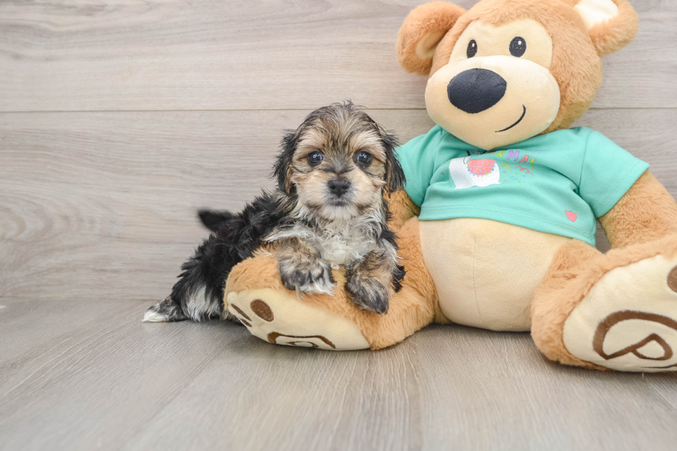 Adorable Morkshire Terrier Designer Puppy