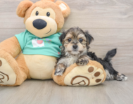 8 week old Morkie Puppy For Sale - Premier Pups