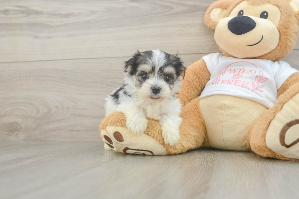Morkie Pup Being Cute