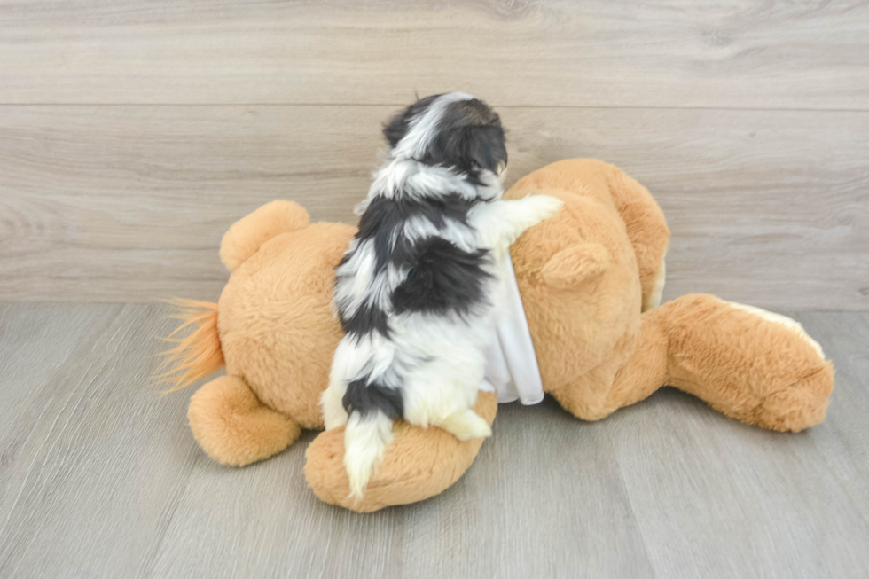 Morkie Pup Being Cute