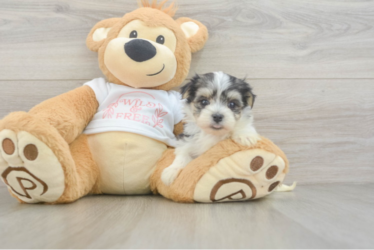 Morkie Puppy for Adoption