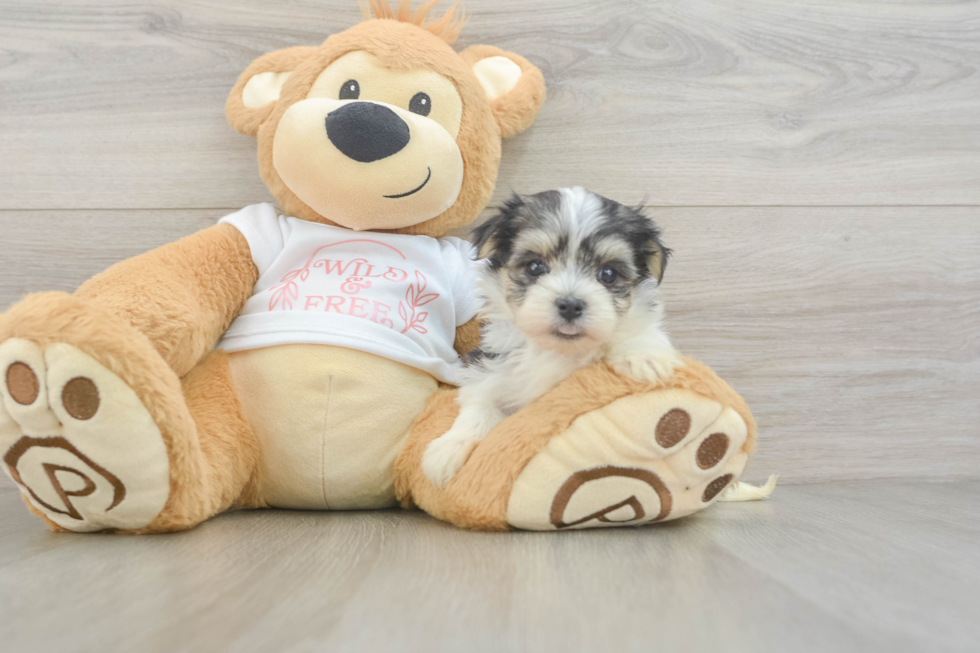 Morkie Puppy for Adoption