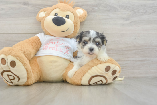Morkie Puppy for Adoption
