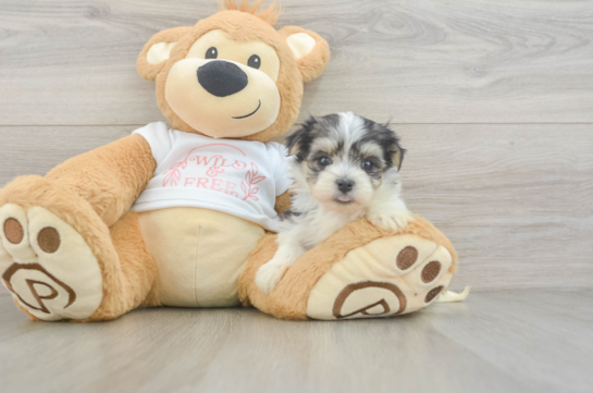 Morkie Puppy for Adoption