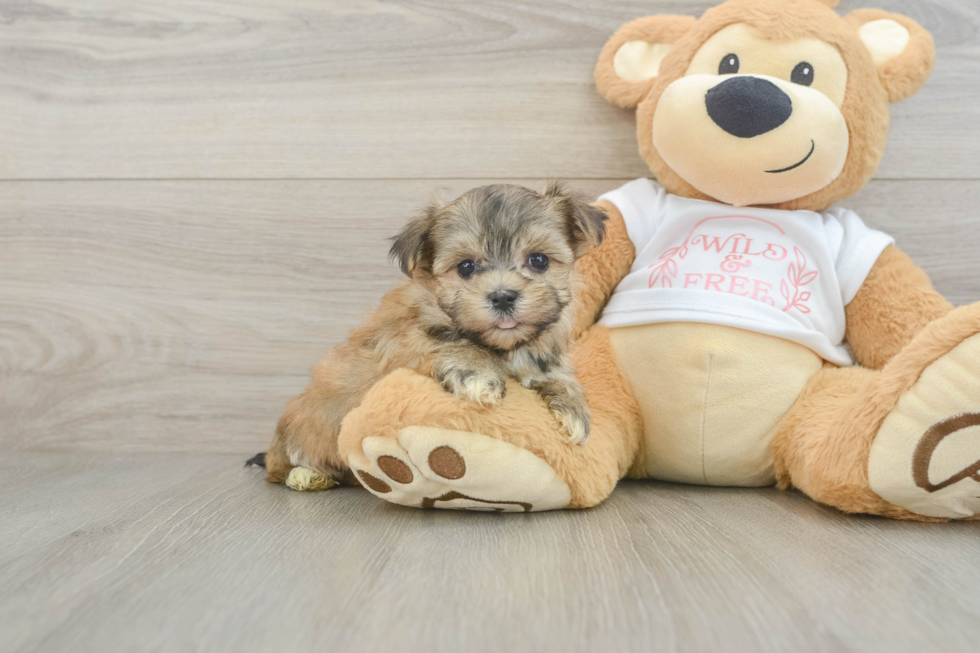 Petite Morkie Designer Pup
