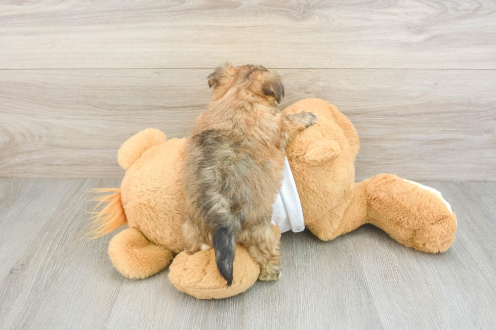 Energetic Malki Designer Puppy