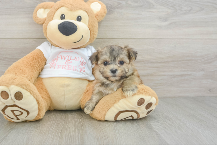 Morkie Puppy for Adoption