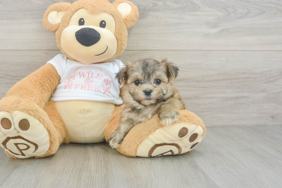 Morkie Puppy for Adoption