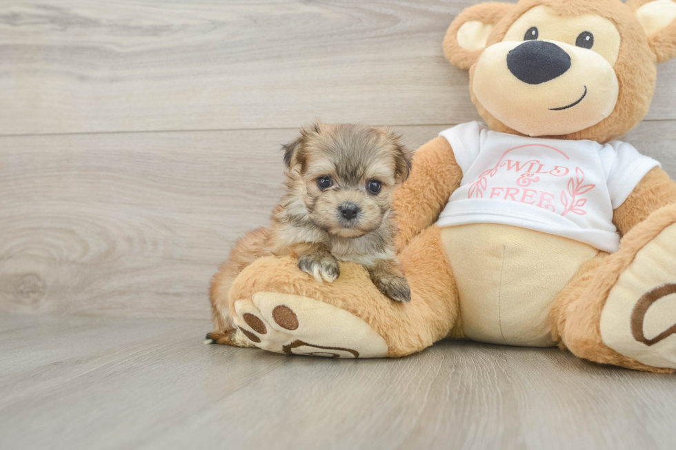Fluffy Morkie Designer Pup