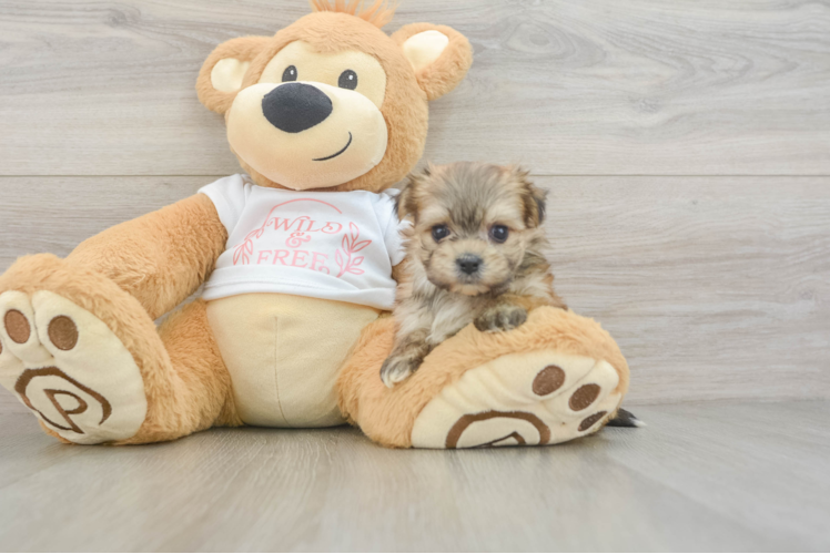 Happy Morkie Baby