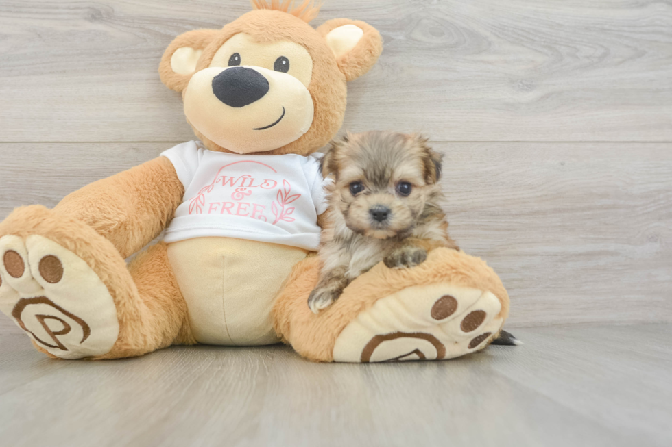 Happy Morkie Baby