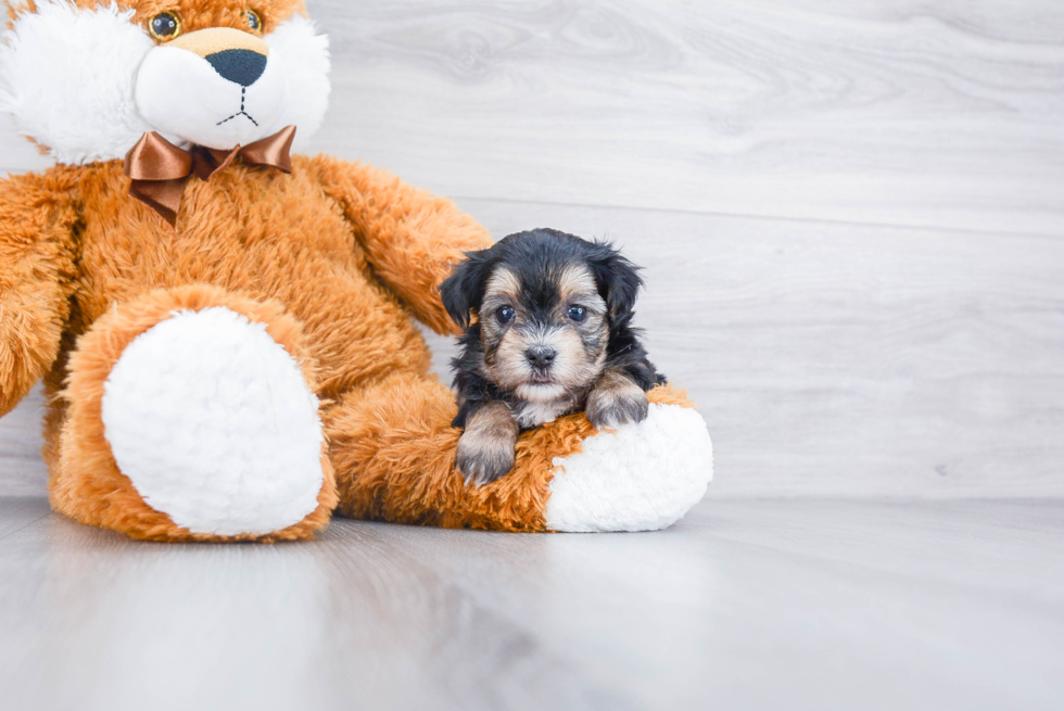 Energetic Yorkie Designer Puppy