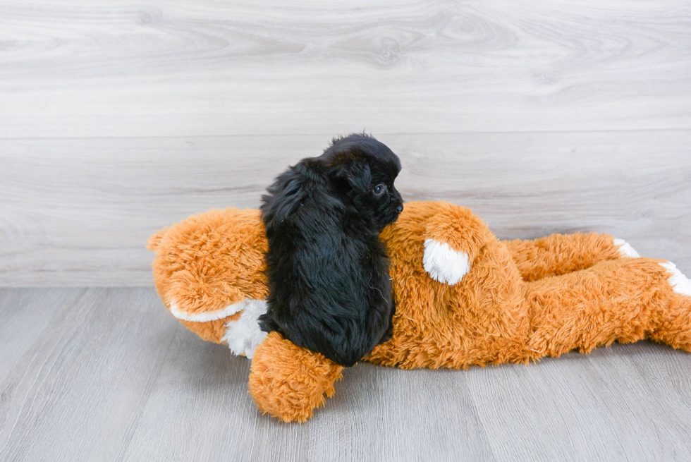 Playful Yorkie Designer Puppy