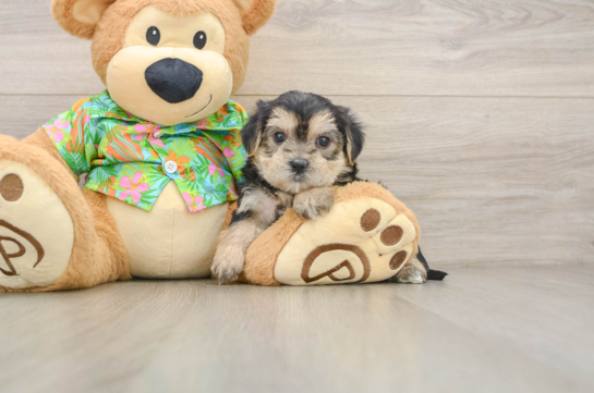TIMMY, a Morkie littermate