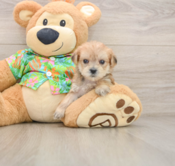 6 week old Morkie Puppy For Sale - Premier Pups
