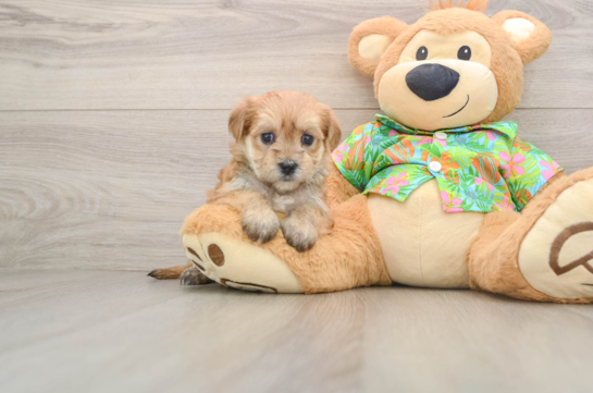 TRINI, a Morkie littermate