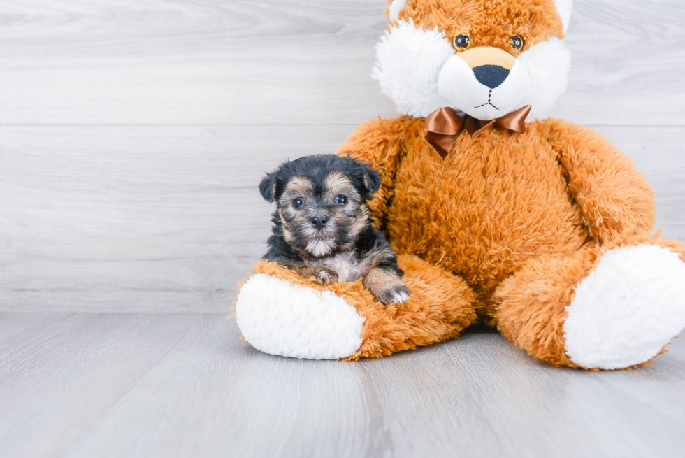 Happy Morkie Baby