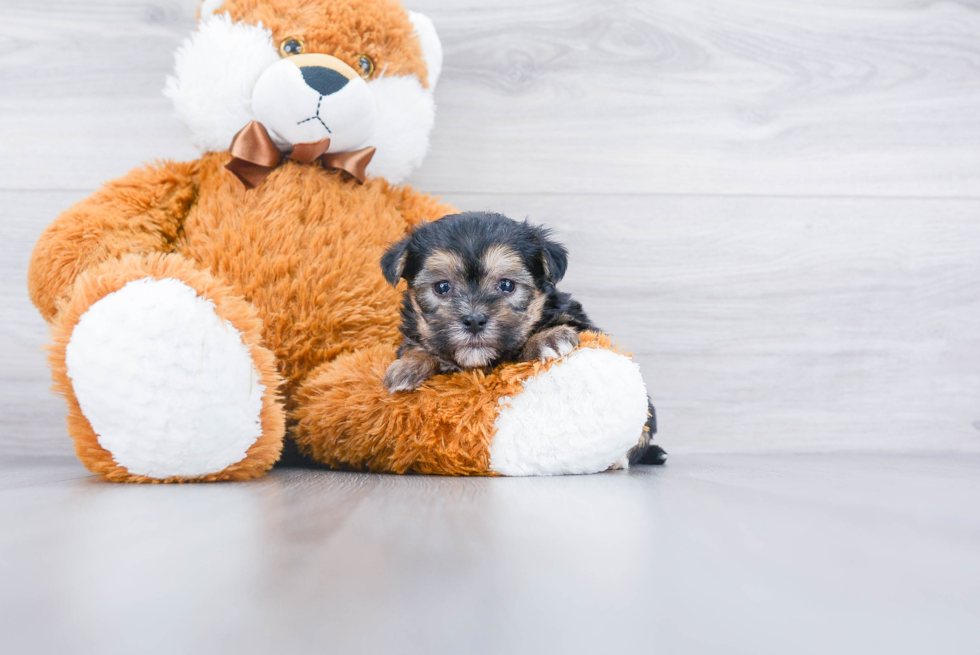 Morkie Pup Being Cute