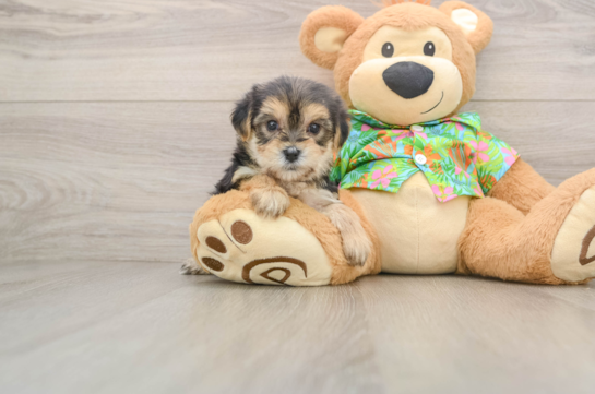 TWINKLE, a Morkie littermate