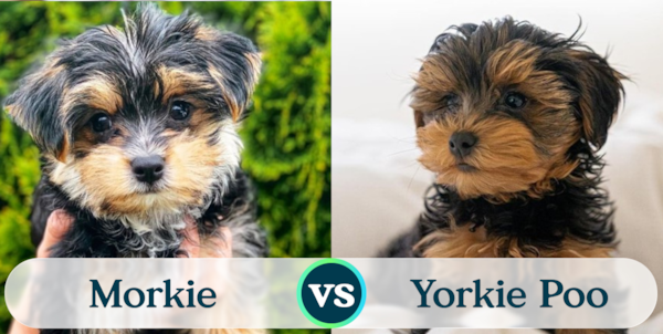 Morkie vs Yorkie Poo - Your Favorite Pups - Premier Pups