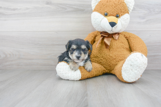 Morkie Pup Being Cute