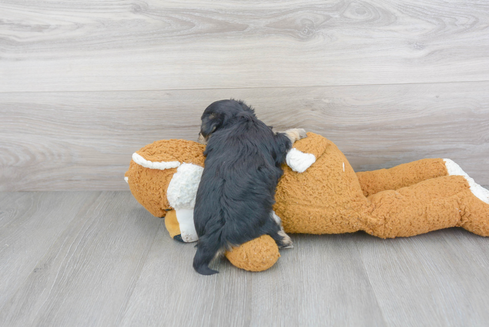 Morkie Pup Being Cute