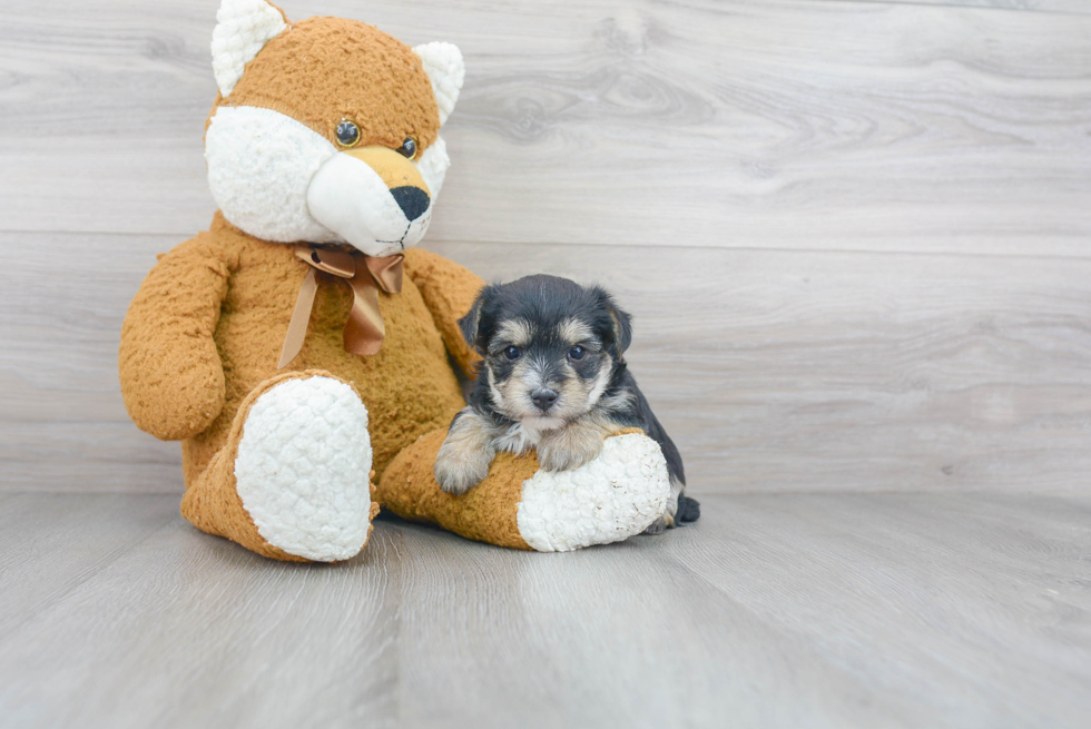 Morkie Pup Being Cute