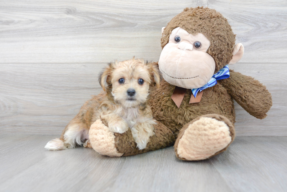 Smart Morkie Designer Pup