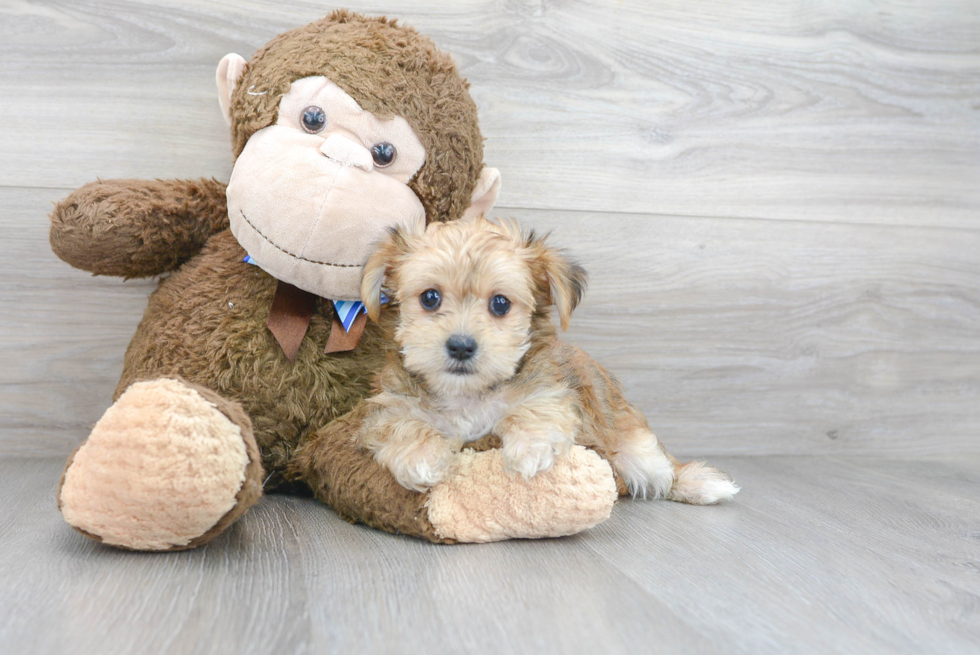 Playful Yorkie Designer Puppy