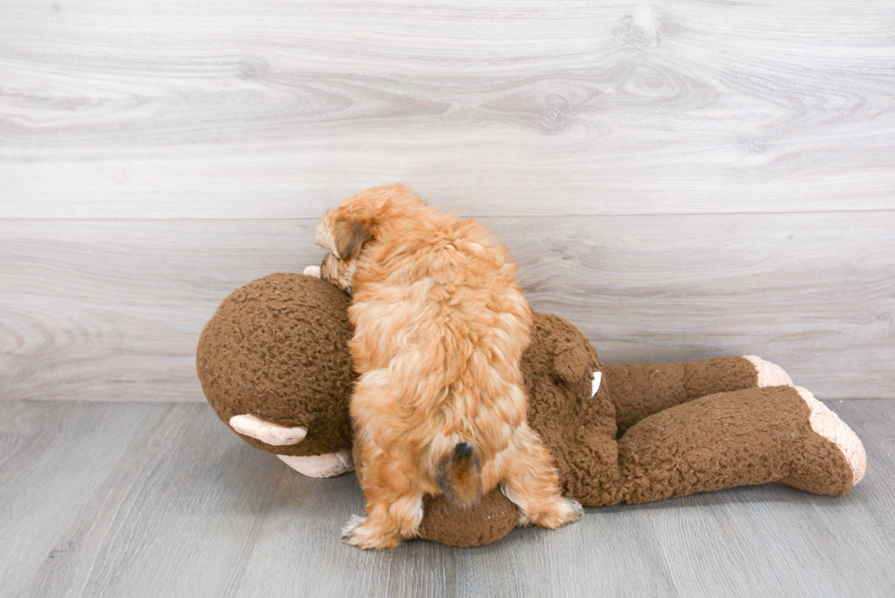 Morkie Pup Being Cute