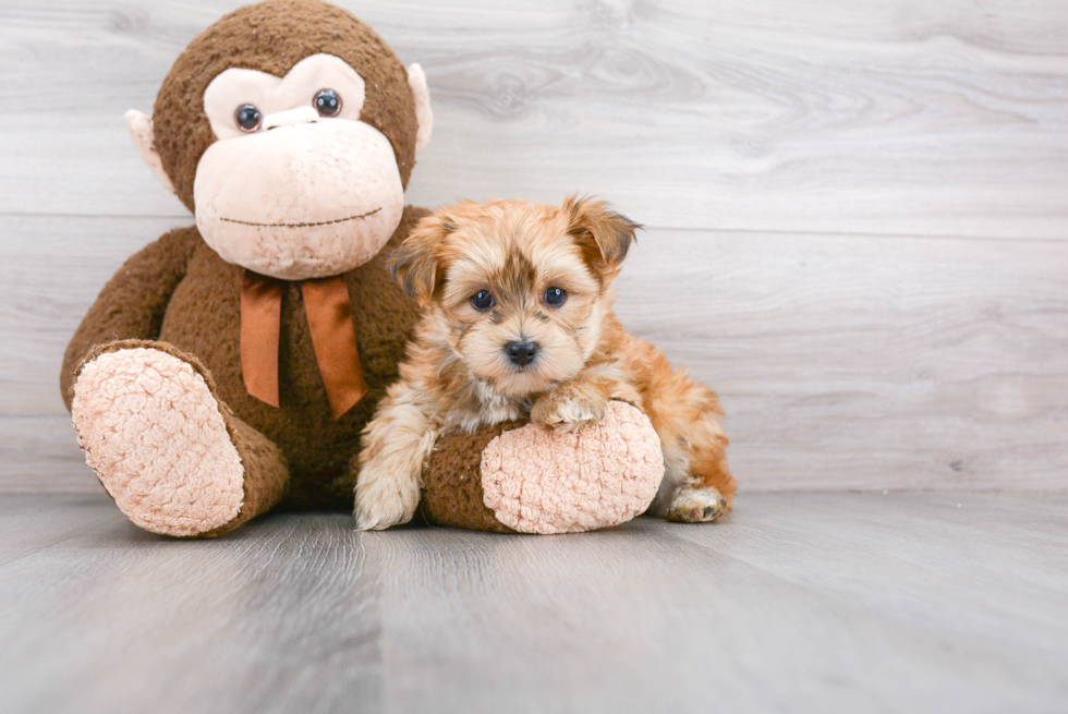 Hypoallergenic Yorkie Designer Puppy