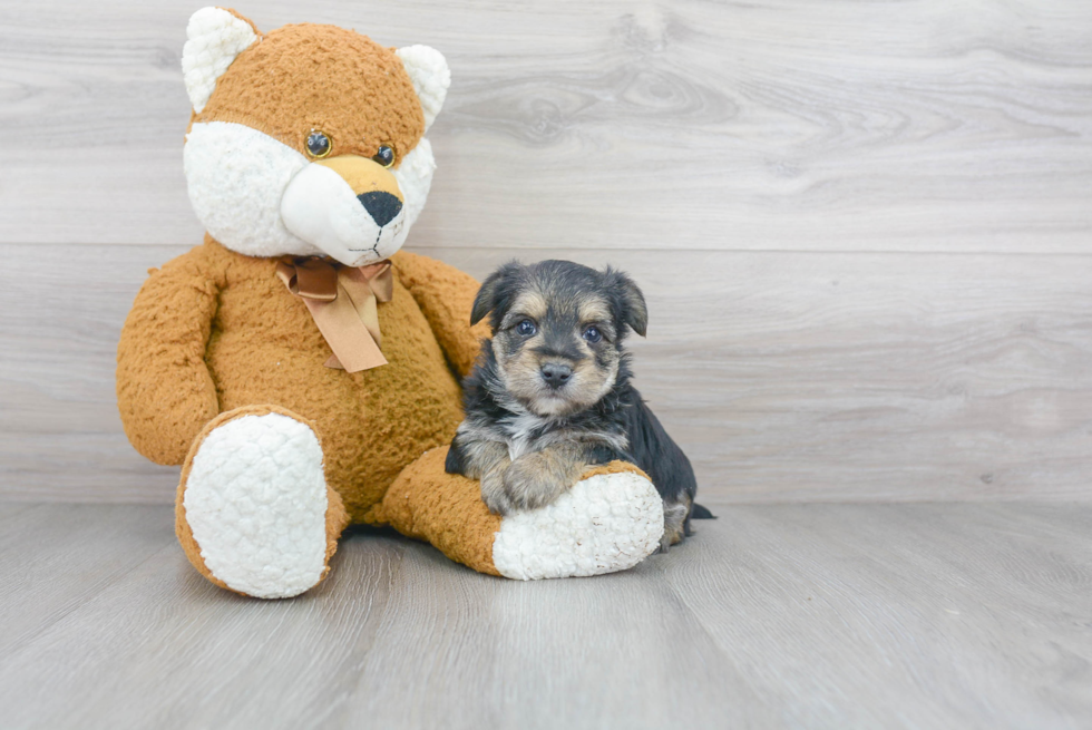 Playful Yorkie Designer Puppy