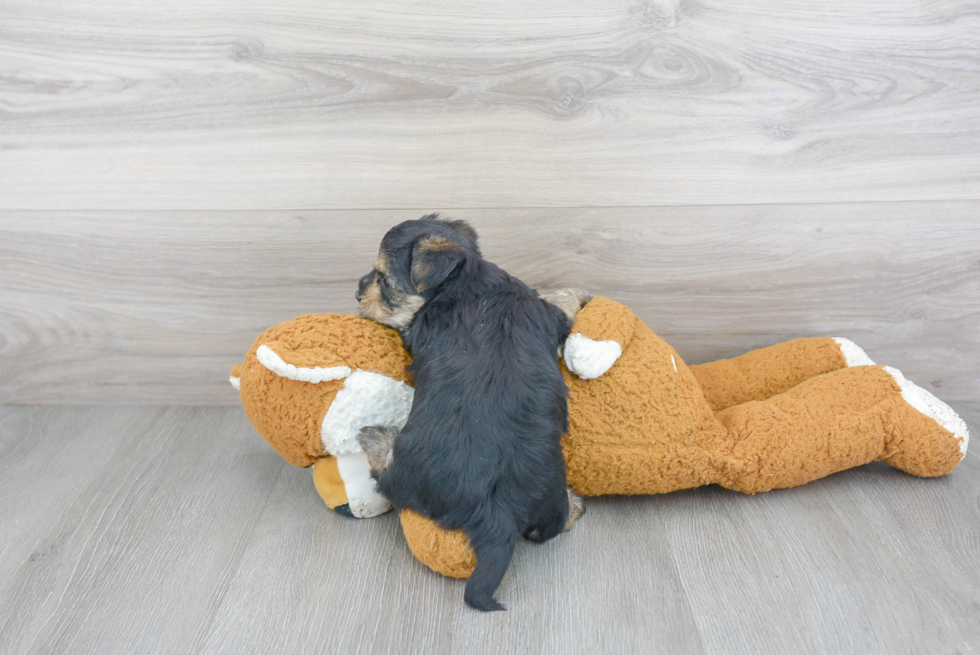 Morkie Puppy for Adoption