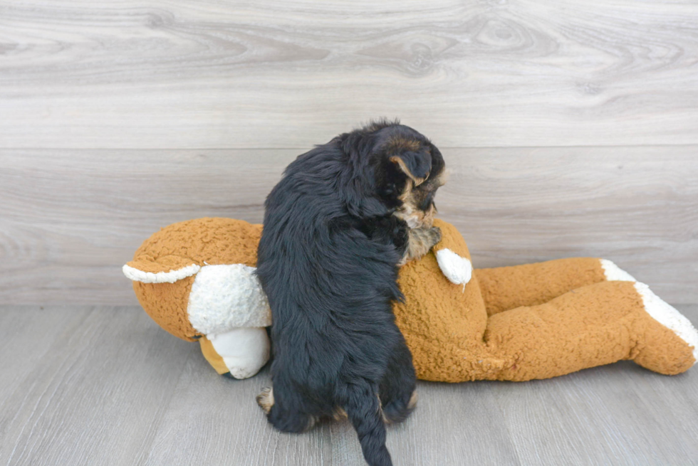 Friendly Morkie Baby