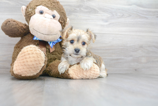 Friendly Morkie Baby
