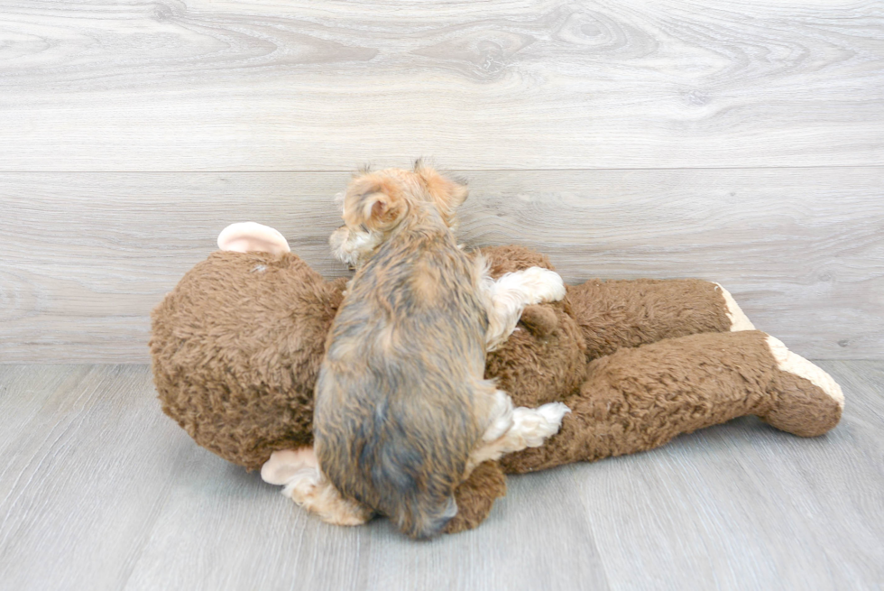 Little Yorkie Designer Puppy