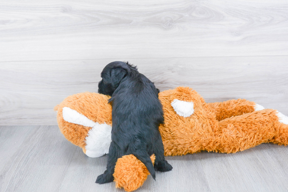 Smart Morkie Designer Pup