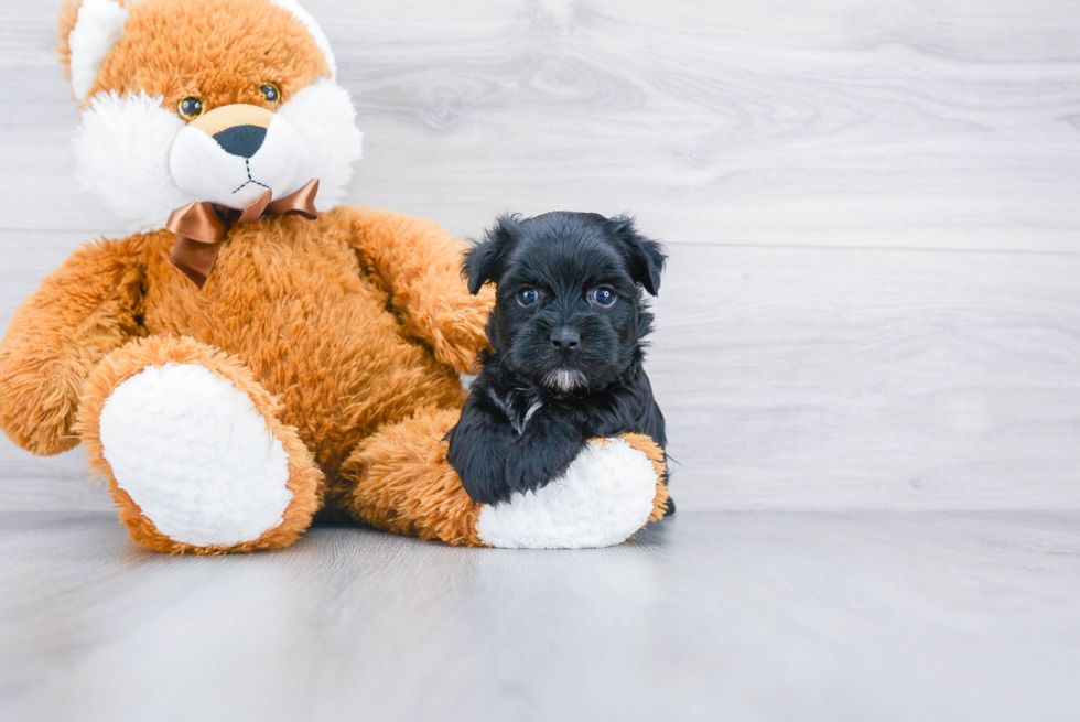 Morkie Puppy for Adoption