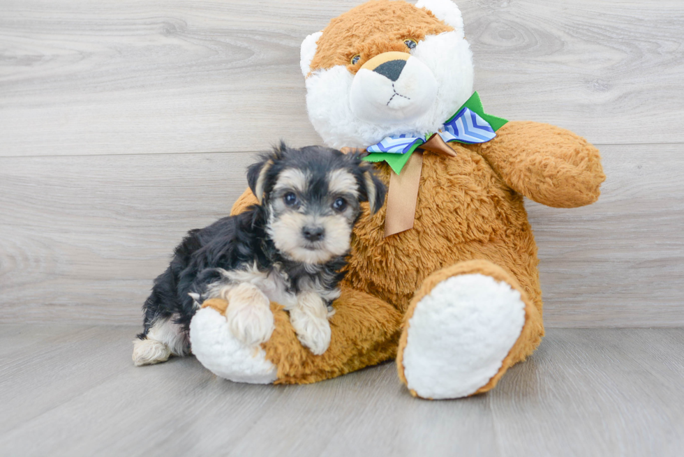 Morkie Pup Being Cute