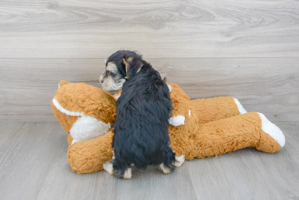 Energetic Yorkie Designer Puppy