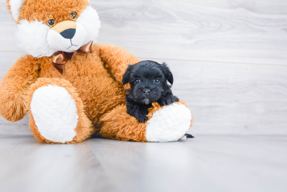 Morkie Puppy for Adoption