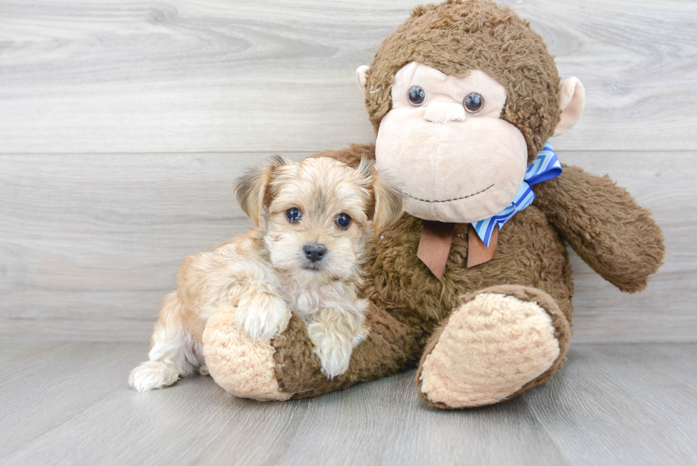 Playful Yorkie Designer Puppy