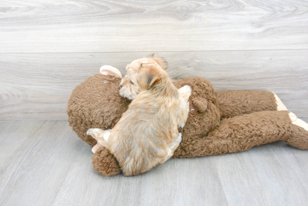 Fluffy Morkie Designer Pup