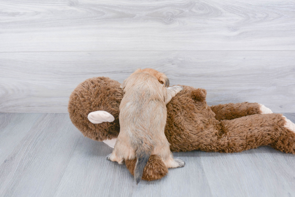 Morkie Puppy for Adoption