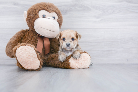Popular Morkie Designer Pup