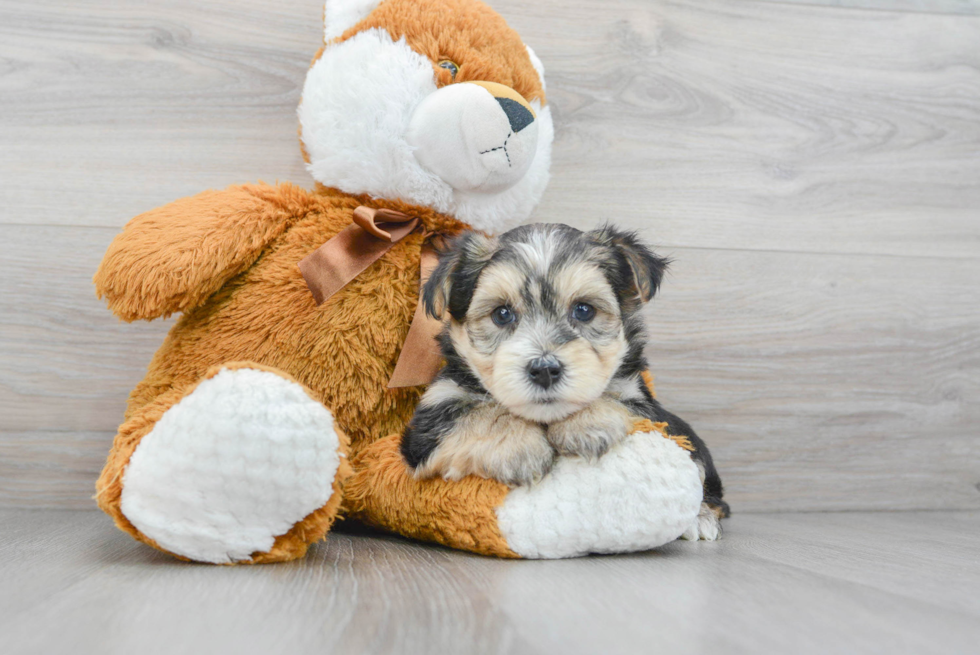 Best Morkie Baby