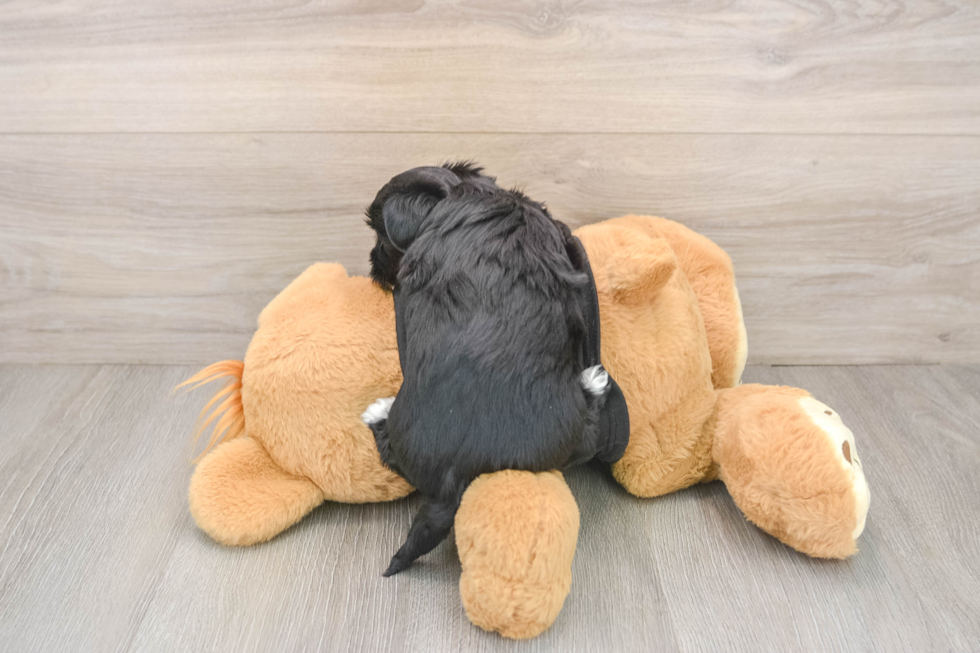 Petite Morkie Designer Pup