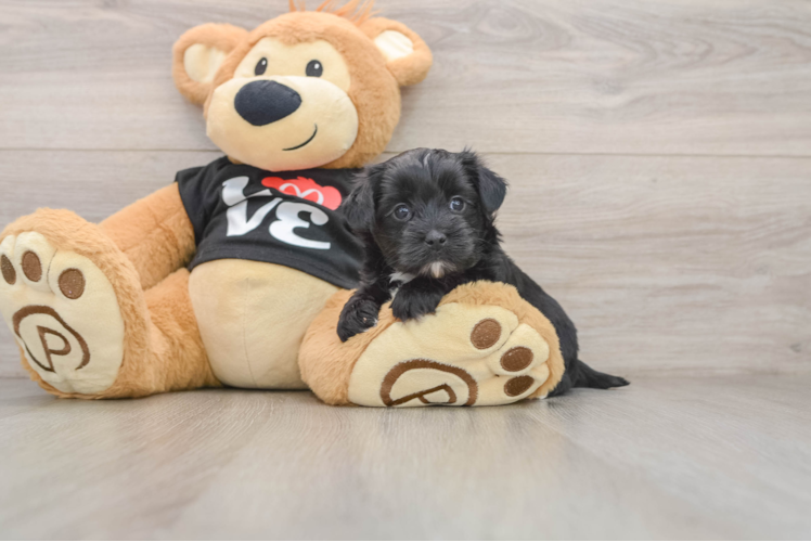 Adorable Malki Designer Puppy